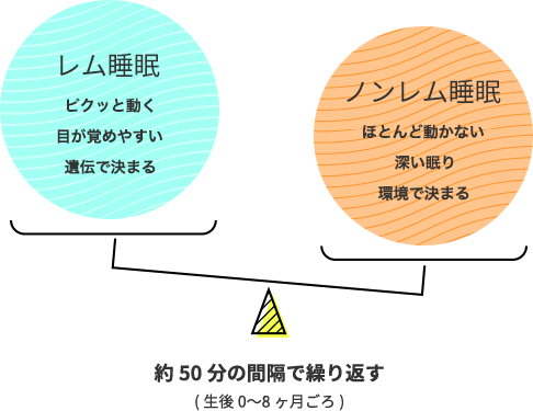 レム睡眠とノンレム睡眠を約50分の感覚で繰り返す（生後0～8ヶ月ごろ